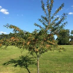 Mirabelle De Nancy Plum Tree 18 Mirabelle De Nancy Plum Tree -Garden Living Store IMG 4716