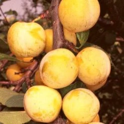 'Imperial Gage' Plum Tree