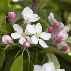 James Grieve Apple Tree | Dwarf Rootstock -Garden Living Store JamesGrieveappleblossom