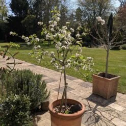 Egremont Russet Apple Tree Dwarfing Rootstock -Garden Living Store PXL 20210424 130844355