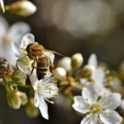 Shropshire Prune Damson Tree -Garden Living Store Plum add2 8dcb5e52 53fe 4f71 aec6 6468e78d7616