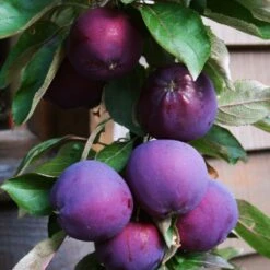 'Purple Haze' Columnar Patio Apple Tree -Garden Living Store PurpleHaze 3