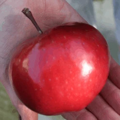 'Purple Haze' Columnar Patio Apple Tree -Garden Living Store PurpleHaze 6