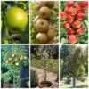 Best Apple Trees For Any Purpose | Growers' Choice -Garden Living Store apple trees any purpose