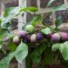 'Czar' Plum Tree -Garden Living Store czar 1