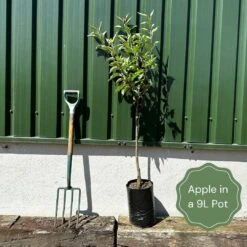 Braeburn Hillwell Apple Tree -Garden Living Store example apple d57cb9f6 87ea 4f23 aebf 8f4b1f7e54a1