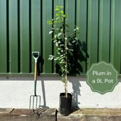 Merryweather Damson Tree -Garden Living Store example plum 8618fc1d 2b75 4831 a068 1da97dd7fa7d