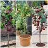 Award Winning Patio Fruit Tree Collection | Cherry, Pear & Plum | Growers' Choice -Garden Living Store fruit collection