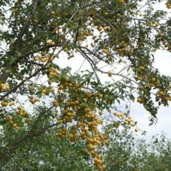 Mirabelle De Nancy Plum Tree 13 Mirabelle De Nancy Plum Tree -Garden Living Store mirabelle de nancy trees