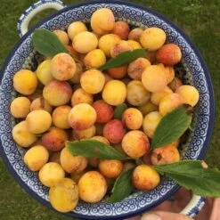 Mirabelle De Nancy Plum Tree 17 Mirabelle De Nancy Plum Tree -Garden Living Store mirabelledenancy