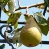 'Onward' Pear Tree -Garden Living Store onward 1