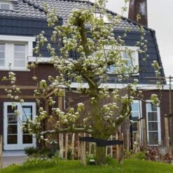 Conference Pear Tree -Garden Living Store pear add1 5012c709 f2ae 4948 a0f1 3ab9e51cd759