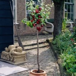 Victoria Plum Tree 14 Victoria Plum Tree -Garden Living Store plumtreepotted