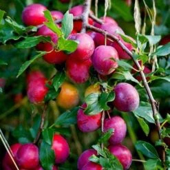 The 3 Top Performing Fruit Trees To Grow In The UK | Apple, Pear & Plum -Garden Living Store victoria plum tree 2 6a6ffe5f 3f01 456a 914a 199eaacd020f