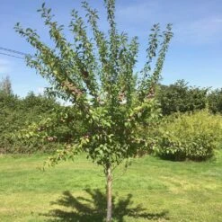 Victoria Plum Tree 15 Victoria Plum Tree -Garden Living Store victoriaplumyoungtree 1