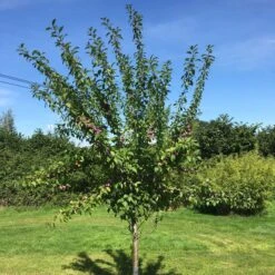 3 Super Easy To Grow Fruit Trees | Apple, Fig & Plum 16 3 Super Easy To Grow Fruit Trees | Apple, Fig & Plum -Garden Living Store victoriaplumyoungtree 374b3197 2b25 4629 951c 4dbfc0e4e568