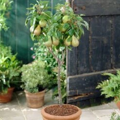 Award Winning Patio Fruit Tree Collection | Cherry, Pear & Plum | Growers' Choice -Garden Living Store visi28811