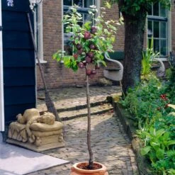 Award Winning Patio Fruit Tree Collection | Cherry, Pear & Plum | Growers' Choice -Garden Living Store visi35980 victoria