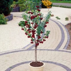 Award Winning Patio Fruit Tree Collection | Cherry, Pear & Plum | Growers' Choice -Garden Living Store visi35989