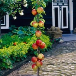 James Grieve Apple Tree | Dwarf Rootstock -Garden Living Store visi35996