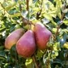 'Red Williams' Pear Tree -Garden Living Store williamsred 3