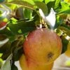 'Winter Gem' Apple Tree -Garden Living Store wintergem 1