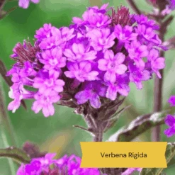 Top Tall Perennials | Plants For Height And Structure -Garden Living Store 10 1d634c01 3471 4932 823e f7753098c26b