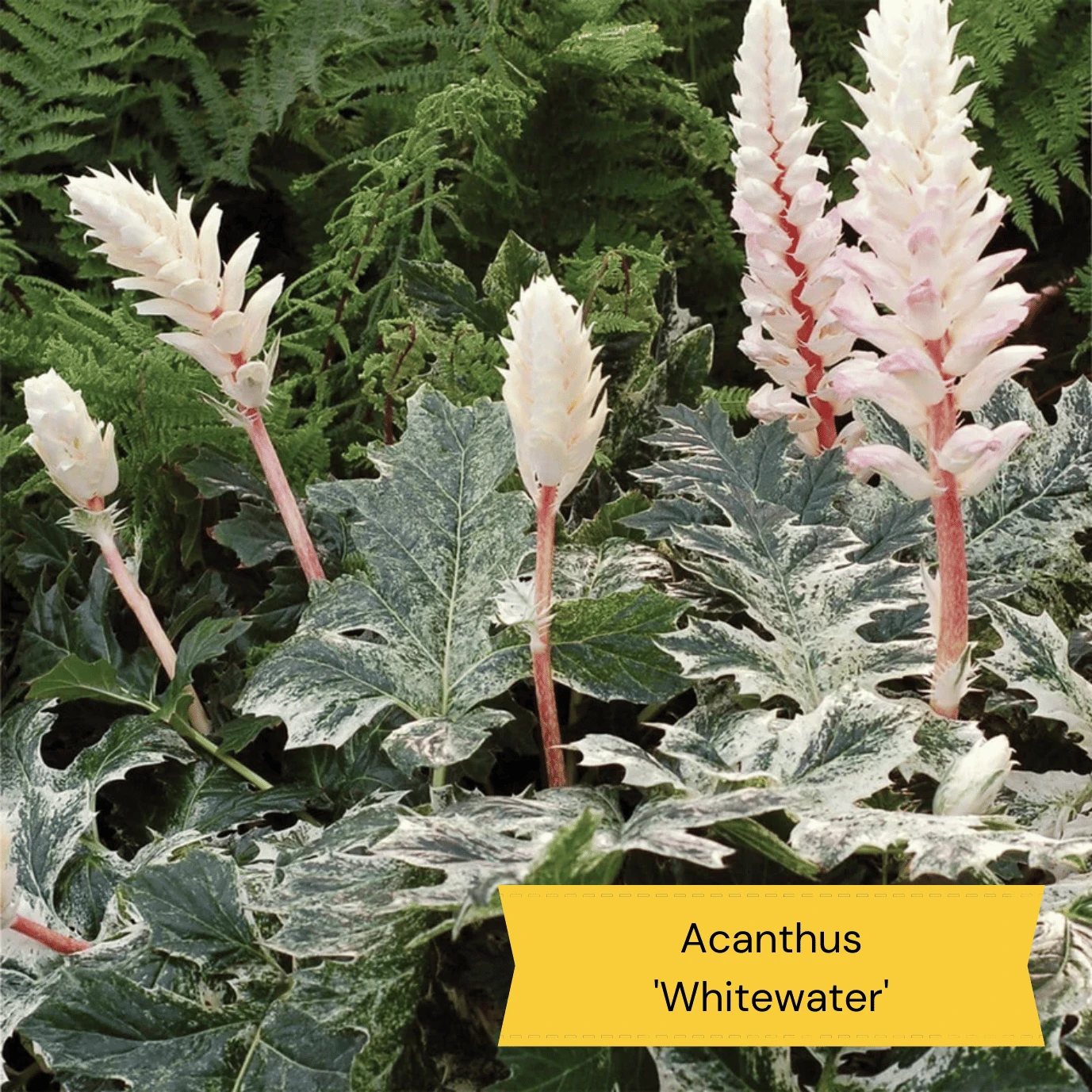 Best Ground Cover Plants | A Carpet Of Flowers 13 Best Ground Cover Plants | A Carpet Of Flowers - Image 11