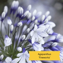 Best Tall Flowers | Perennials For Colour And Height -Garden Living Store 10 c48fa3ae 628f 42ad b6d6 8e20d5d5b03b