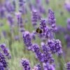 English Lavender | Lavandula Angustifolia -Garden Living Store 11 38cc4794 12fe 44f2 9831 872aa3181351