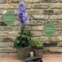 Delphinium 'Highlander Moonlight' -Garden Living Store 11 cc65441a 129b 40eb ba6a 968024526b44