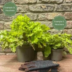 Heuchera 'Wildberry' -Garden Living Store 12 034a6561 6d88 419f a162 ae79148e32bc