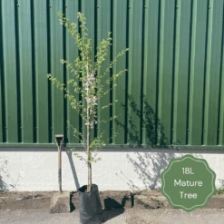 Mountain Ash Rowan Tree | Sorbus Aucuparia -Garden Living Store 18LMatureTree 1 c14574df b38a 4922 a120 c5c90f610e00