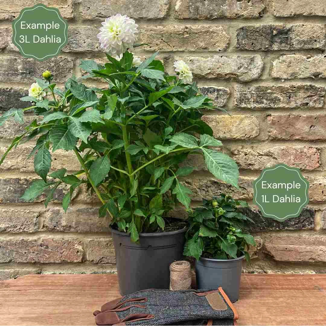 Dahlia 'Firepot' 4 Dahlia 'Firepot' - Image 2