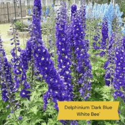 Top Tall Perennials | Plants For Height And Structure -Garden Living Store 1 1f2c63ee 664d 43ad b58a 412f92c2ecda