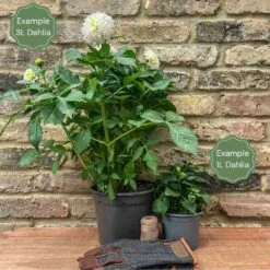 Dahlia Lady Darlene -Garden Living Store 1 dd6216be b06d 4464 ac09 95996d676ab0