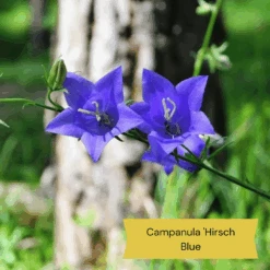 Best Ground Cover Plants | A Carpet Of Flowers 16 Best Ground Cover Plants | A Carpet Of Flowers -Garden Living Store 2 05af3458 018b 475f 9925 569ad9fff3ea