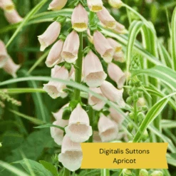 Top Tall Perennials | Plants For Height And Structure -Garden Living Store 2 1ad08129 434c 4a3c b3e2 a449f8ce6385