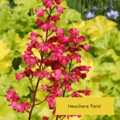 The All Year Round Heuchera Collection -Garden Living Store 2 35e1f3f5 8e78 4848 8b7b a64f7ec9aadb