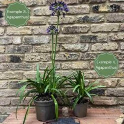 Agapanthus 'Ever Sapphire' 8 Agapanthus 'Ever Sapphire' -Garden Living Store 2 c0d671d3 ed4c 4668 9237 0681a248339a