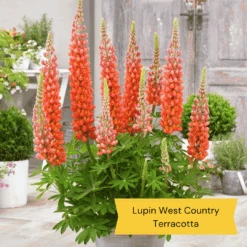 West Country Lupin Collection -Garden Living Store 2 c7459a82 e545 4484 b041 2d58fa4b796f