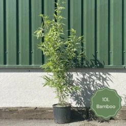 Golden Bamboo | Phyllostachys Aurea 13 Golden Bamboo | Phyllostachys Aurea -Garden Living Store 2 cf11bea7 0a01 4dd8 ae94 056ed0089f64