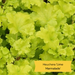 Sensory Garden Plants | Tactile, Bright & Fragrant 12 Sensory Garden Plants | Tactile, Bright & Fragrant -Garden Living Store 2 e0bca582 5e28 4af5 9778 57cb26999684