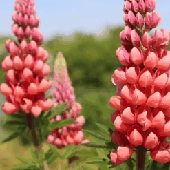 Lupin West Country Tequila Flame 9 Lupin West Country Tequila Flame -Garden Living Store 31