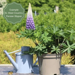 Lupin West Country Persian Slipper -Garden Living Store 32