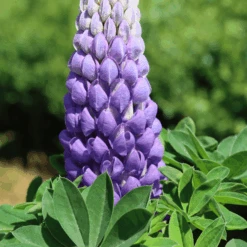 Lupin West Country Persian Slipper -Garden Living Store 33