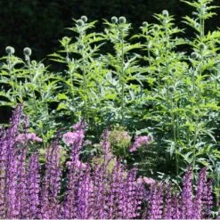 Salvia 'Rose Marvel' -Garden Living Store 34