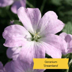 Best Ground Cover Plants | A Carpet Of Flowers 17 Best Ground Cover Plants | A Carpet Of Flowers -Garden Living Store 3 10def73d 87a7 4423 aad3 fdf5c33f6c0a