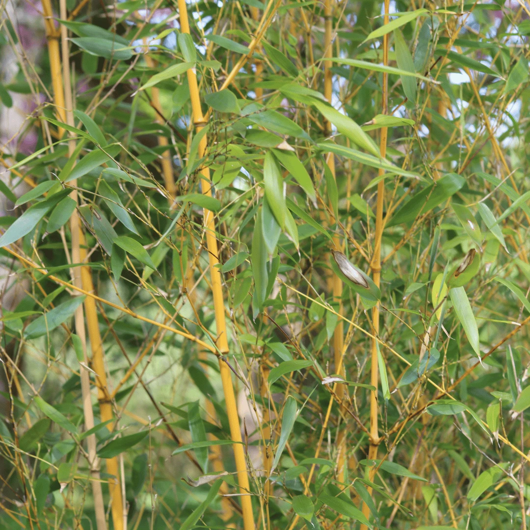 Golden Bamboo | Phyllostachys Aurea 6 Golden Bamboo | Phyllostachys Aurea - Image 4