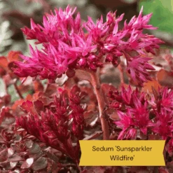 Sensory Garden Plants | Tactile, Bright & Fragrant 13 Sensory Garden Plants | Tactile, Bright & Fragrant -Garden Living Store 3 aae32645 4355 423b 9c6b 7a9dbbba9ff9